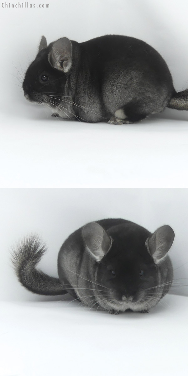 19471 Large Premium Production Quality Black Velvet ( Ebony Carrier ) Female Chinchilla