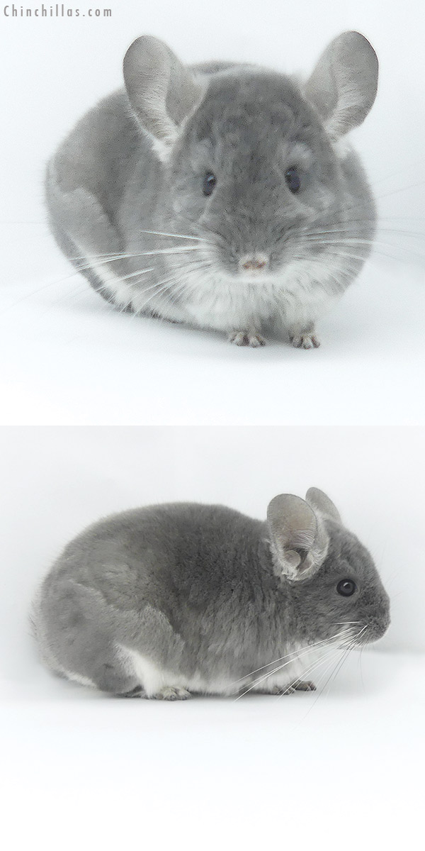 19469 TOV Violet Female Chinchilla