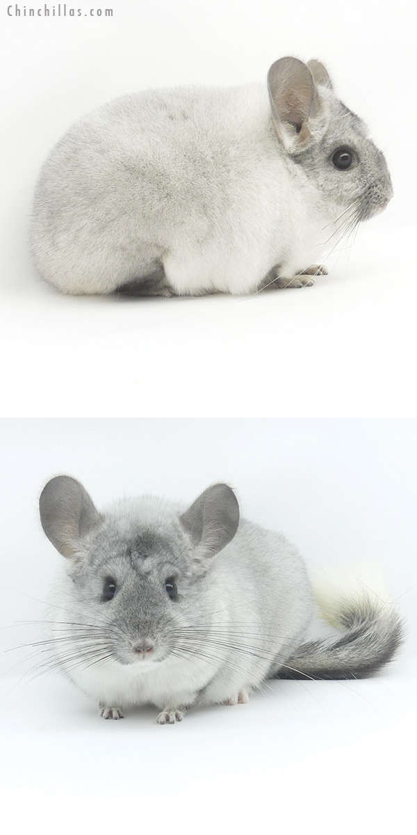 19474 Show Quality Silver Mosaic Female Chinchilla