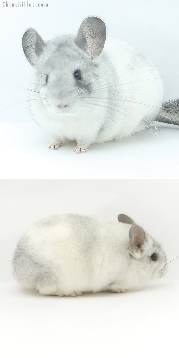 19473 Show Quality White Mosaic Female Chinchilla