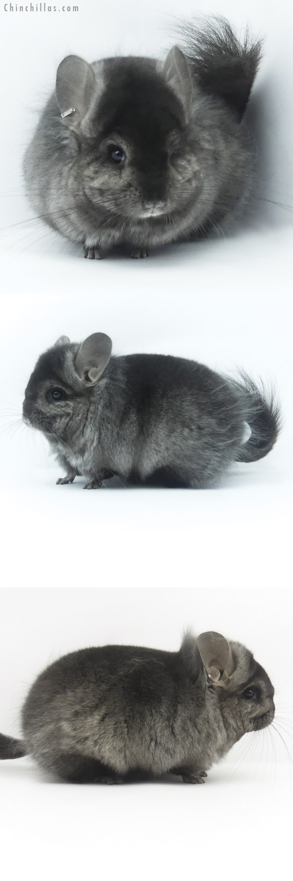 19476 Ebony ( Locken Carrier )  Royal Persian Angora Female Chinchilla