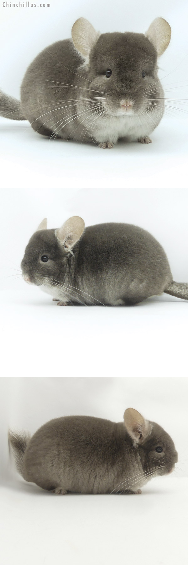 19510 Premium Production Quality TOV Beige / Brown Velvet Female Chinchilla