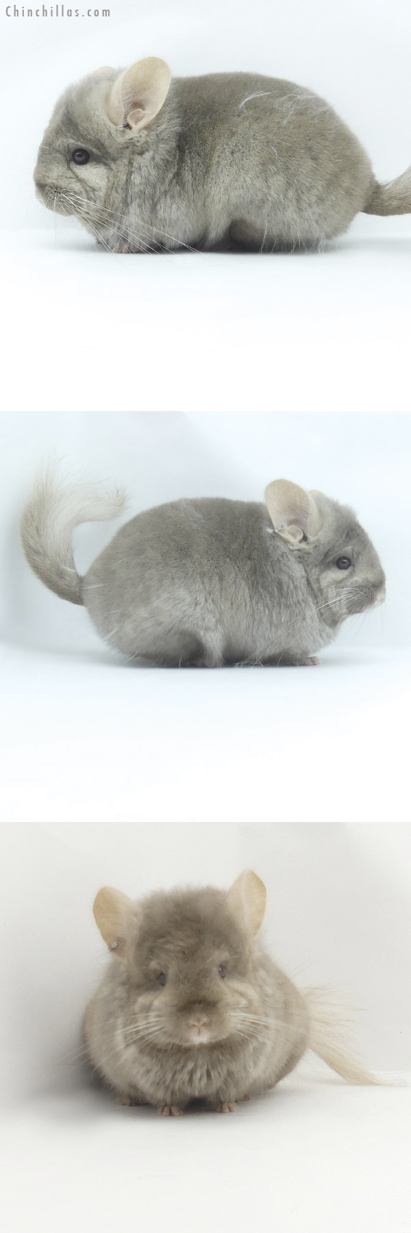 19502 Tan  Royal Persian Angora Female Chinchilla