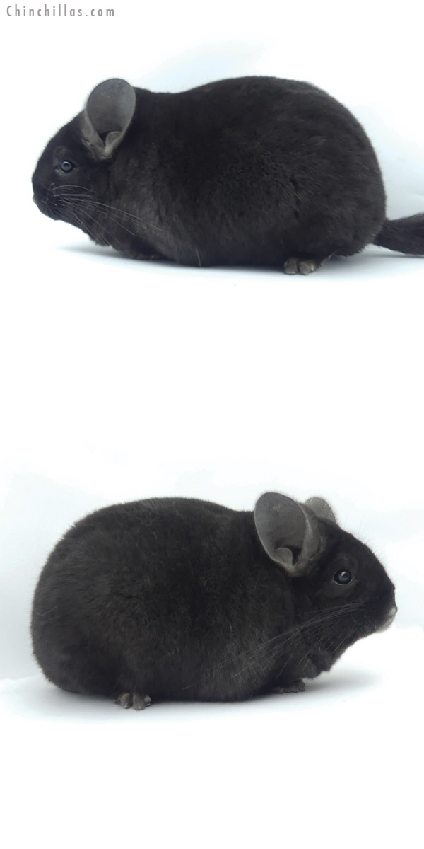 19513 Large Premium Production Quality Ebony Female Chinchilla