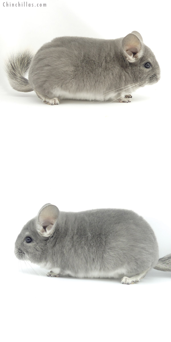 19516 Blocky Top Show Quality Violet Male Chinchilla