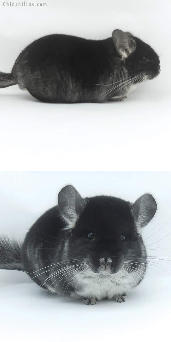 19509 Herd Improvement Quality Black Velvet Male Chinchilla