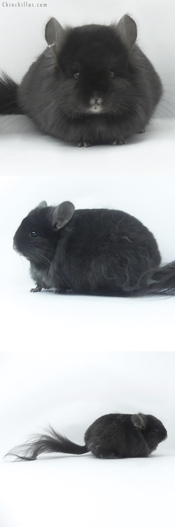 19480 Blocky Ebony ( Locken Carrier )  Royal Persian Angora Female Chinchilla