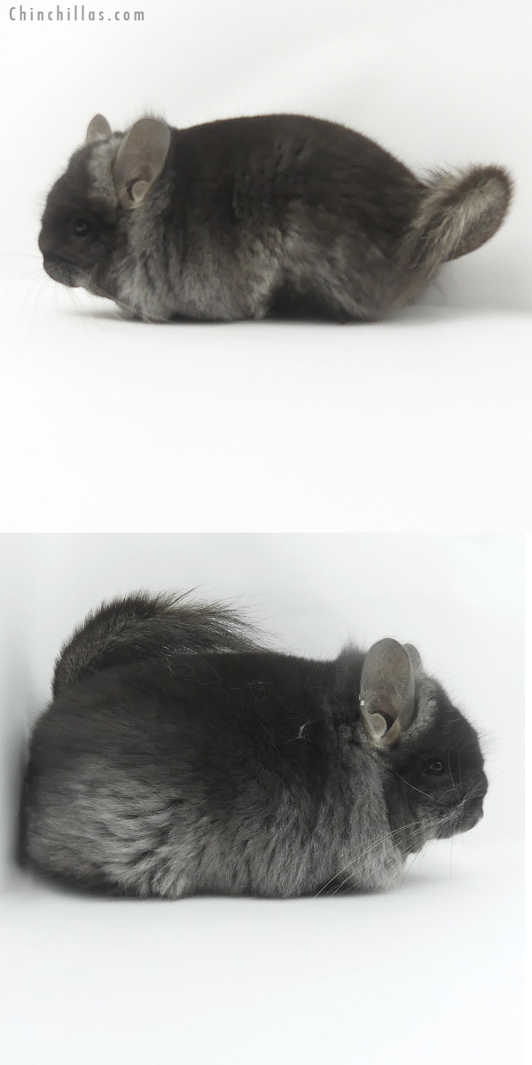 19496 Black Velvet  Royal Persian Angora Female Chinchilla