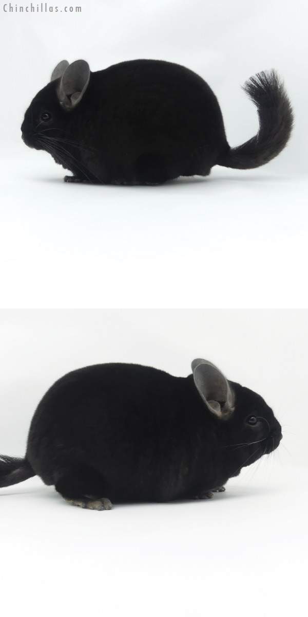 20002 Top Show Quality Ebony Male Chinchilla