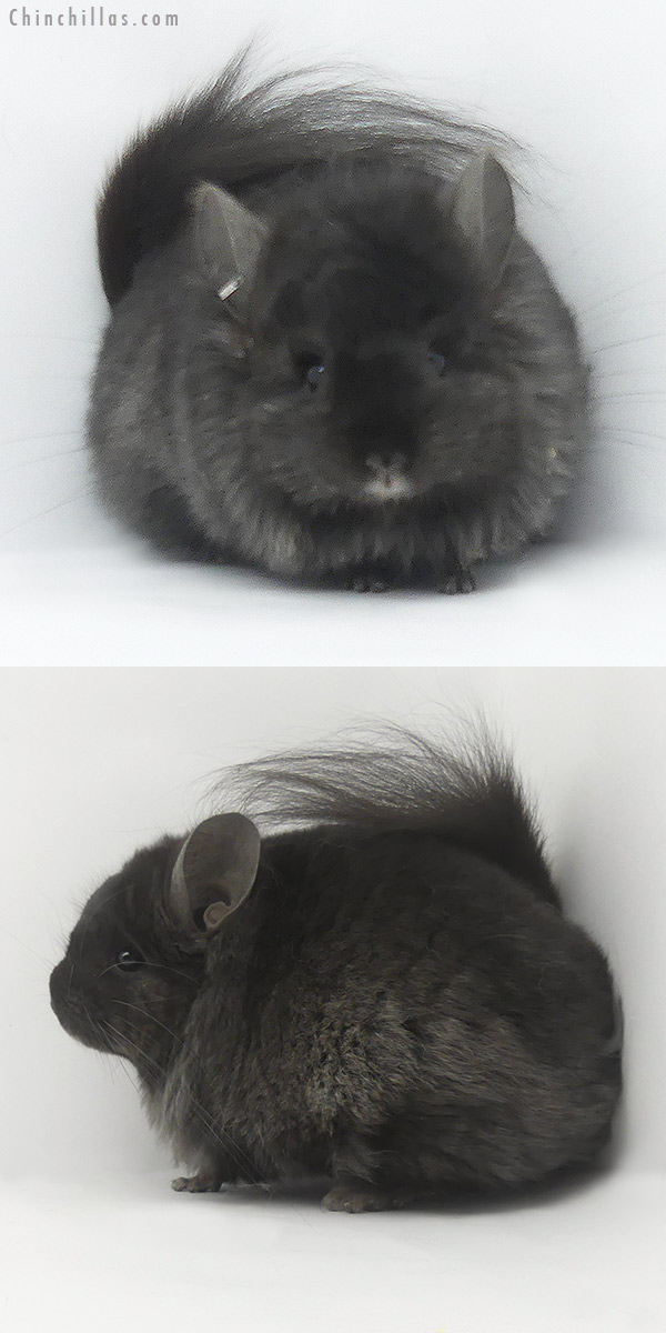 19498 Ebony ( Locken Carrier )  Royal Persian Angora Female Chinchilla