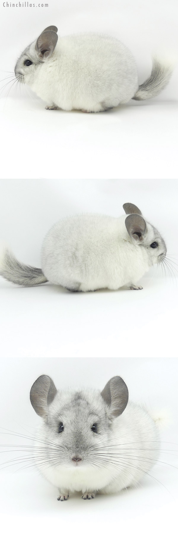 20003 Blocky Herd Improvement Quality White Mosaic Male Chinchilla