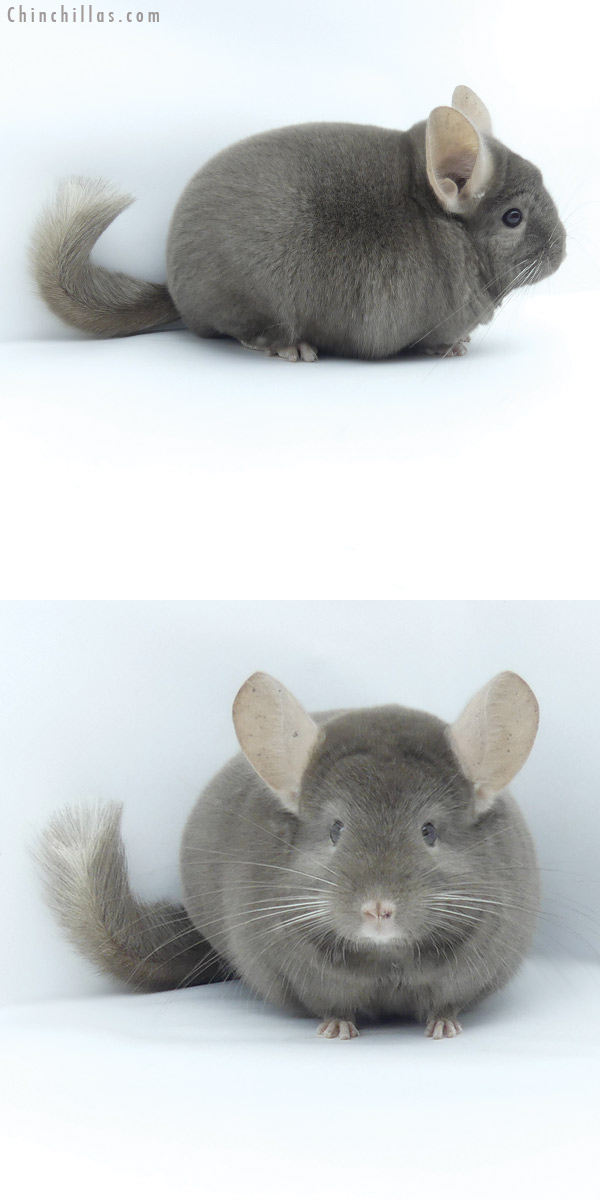 20004 Top Show Quality Tan Male Chinchilla