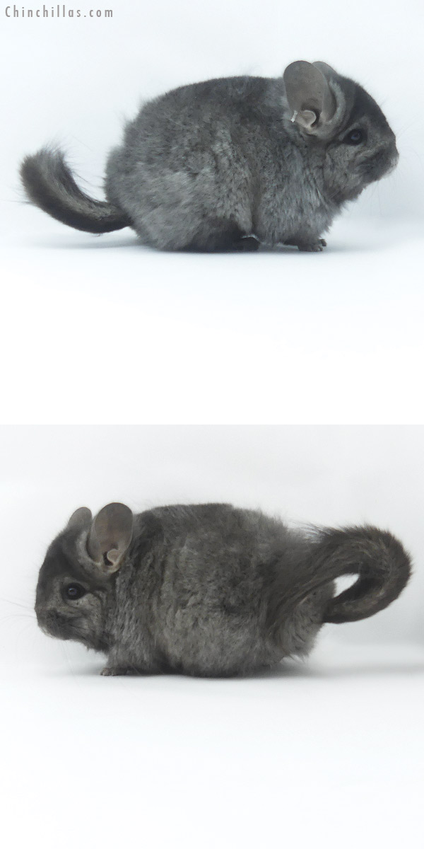 19501 Ebony ( Locken Carrier )  Royal Persian Angora Female Chinchilla