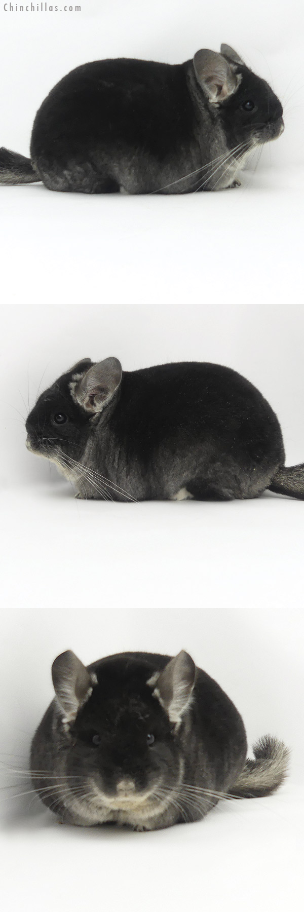 20011 1st Place Extra Extra Large Blocky Premium Production Quality Black Velvet Female Chinchilla