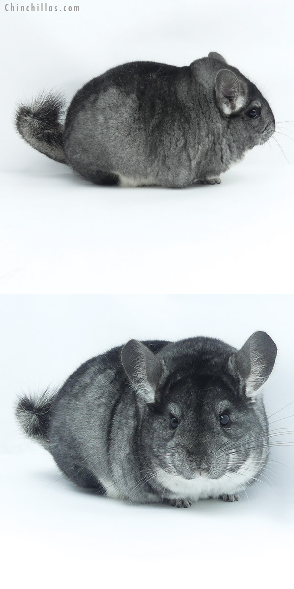 20015 Large Blocky Phase Champion Standard Female Chinchilla