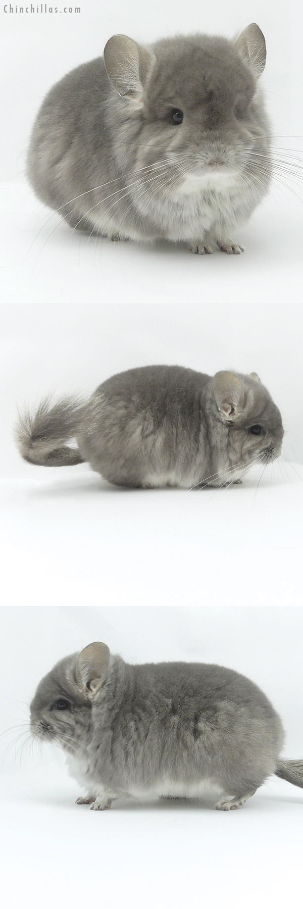 19490 Exceptional Violet  Royal Persian Angora Male Chinchilla