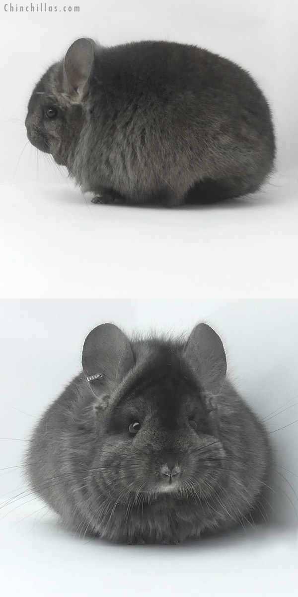 19511 Ebony  Royal Persian Angora Female Chinchilla