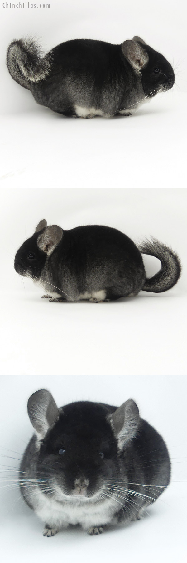Chinchilla or related item offered for sale or export on Chinchillas.com - 20009 Herd Improvement Quality Black Velvet Male Chinchilla