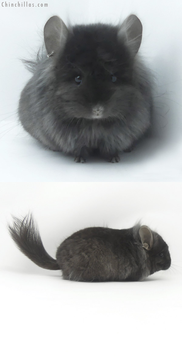 19507 Ebony ( Locken Carrier )  Royal Persian Angora Male Chinchilla with Lion Mane