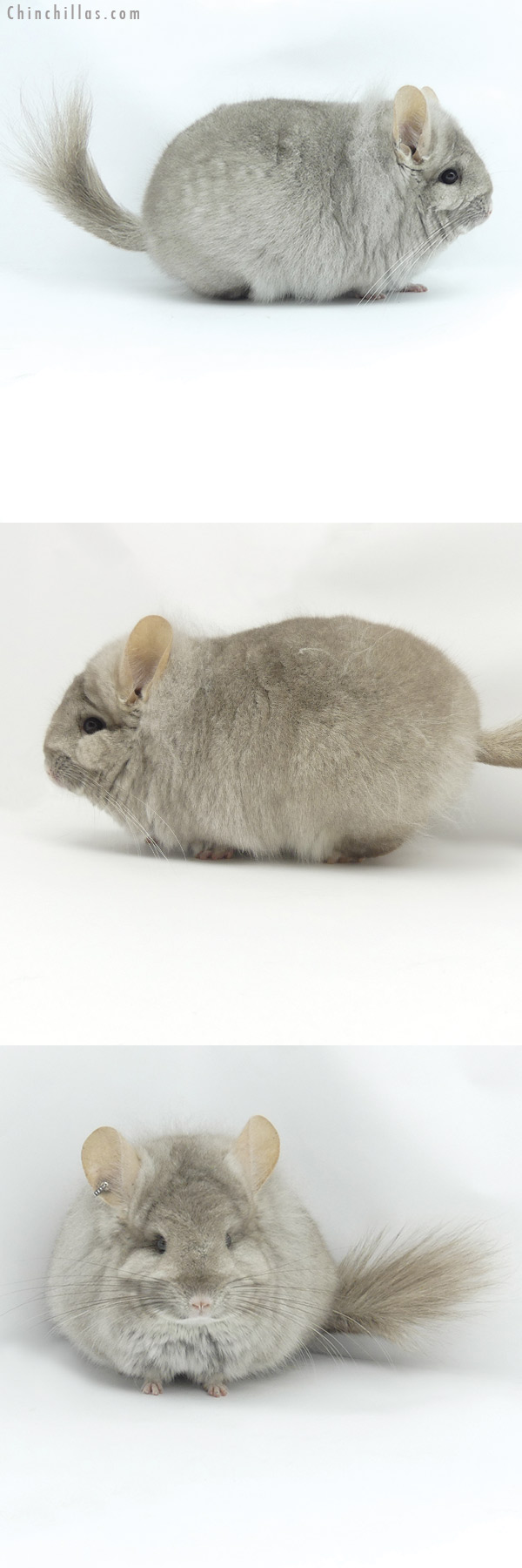 20014 Blocky Beige  Royal Persian Angora Female Chinchilla