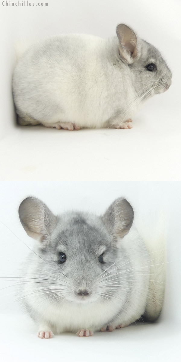 20020 Herd Improvement Quality White Mosaic Male Chinchilla