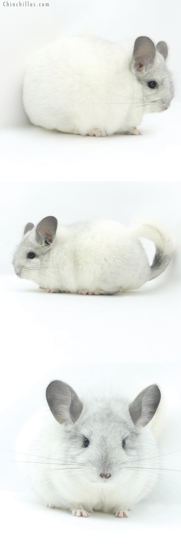 20021 Premium Production Quality White Mosaic Female Chinchilla