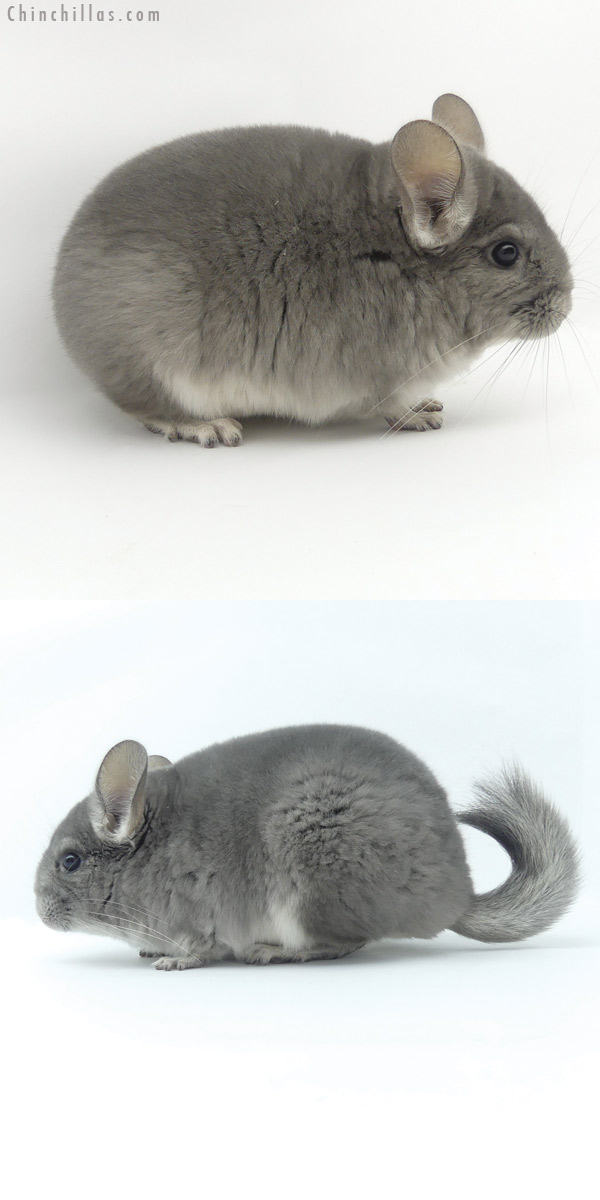 20022 Premium Production Quality Violet Female Chinchilla