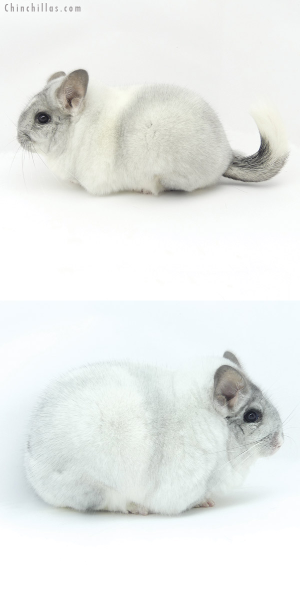 20017 Extra Extra Large Grand Show Champion White Mosaic Female Chinchilla