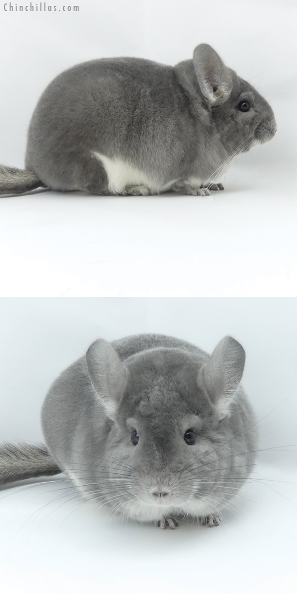 20016 Large Multi - Champion Violet Female Chinchilla