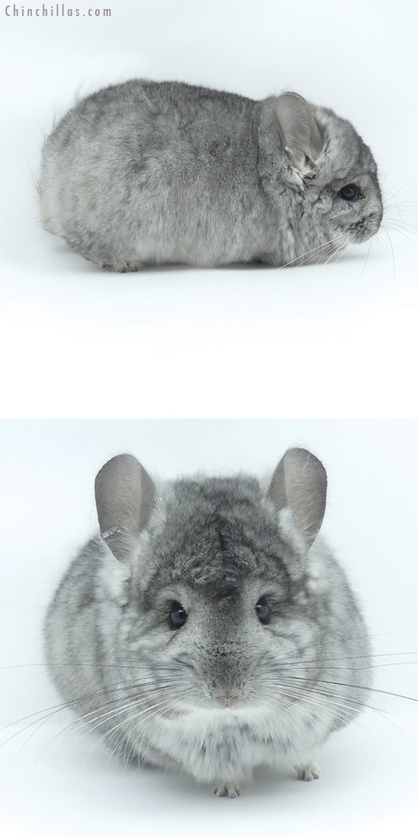 20029 Standard ( Violet Carrier )  Royal Persian Angora Male Chinchilla