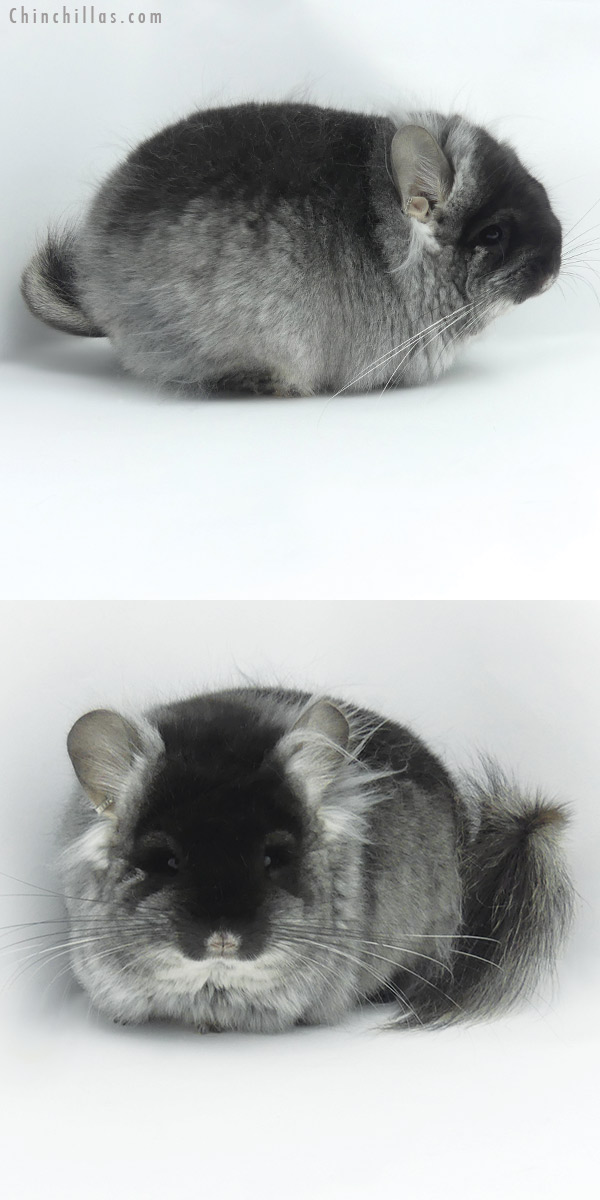 20024 Exceptional Blocky Brevi Type Black Velvet ( Violet Carrier )  Royal Persian Angora Female Chinchilla