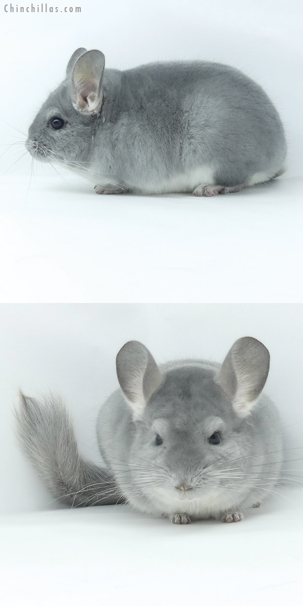 20032 Top Show Quality Blue Diamond Male Chinchilla