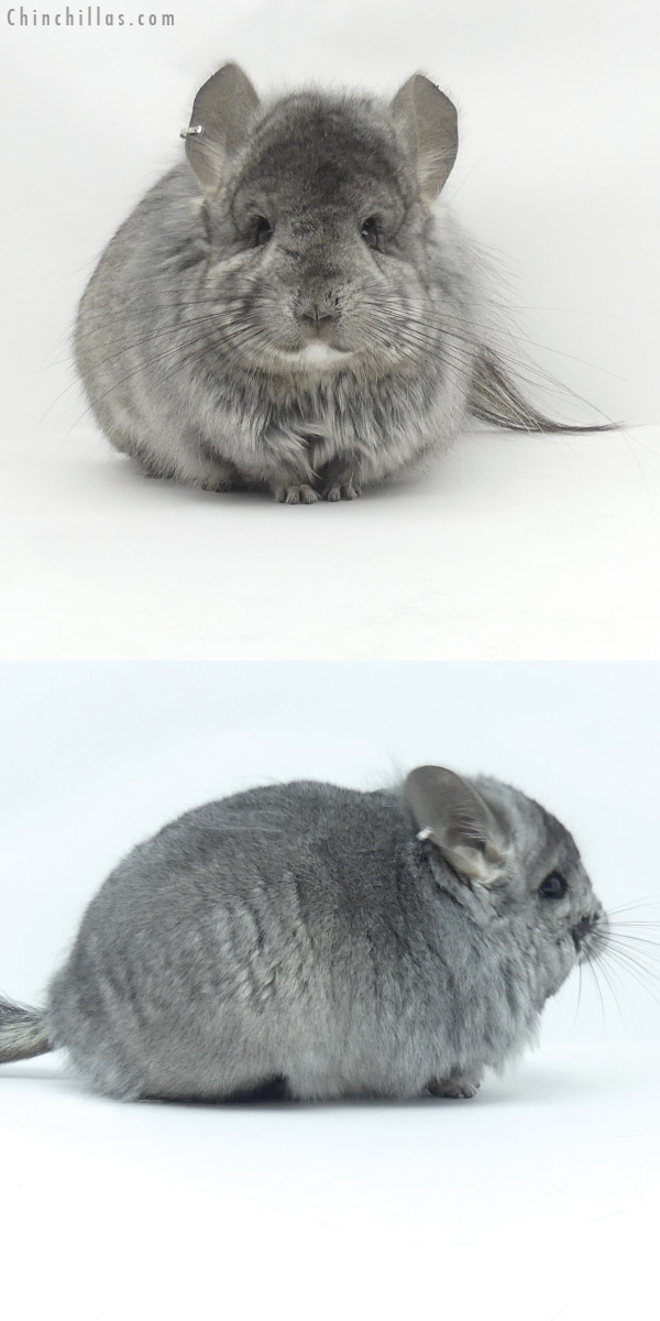 20013 Hetero Ebony ( Locken Carrier )  Royal Persian Angora Male Chinchilla