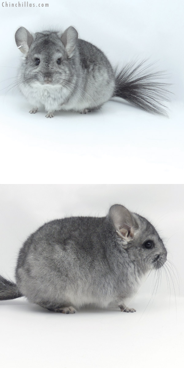 20030 Blocky Standard ( Violet Carrier )  Royal Persian Angora Male Chinchilla