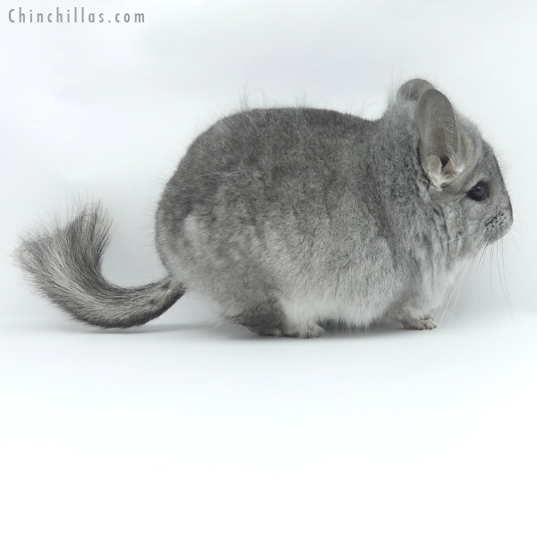 20031 Standard ( Ebony & Locken Carrier )  Royal Persian Angora Male Chinchilla