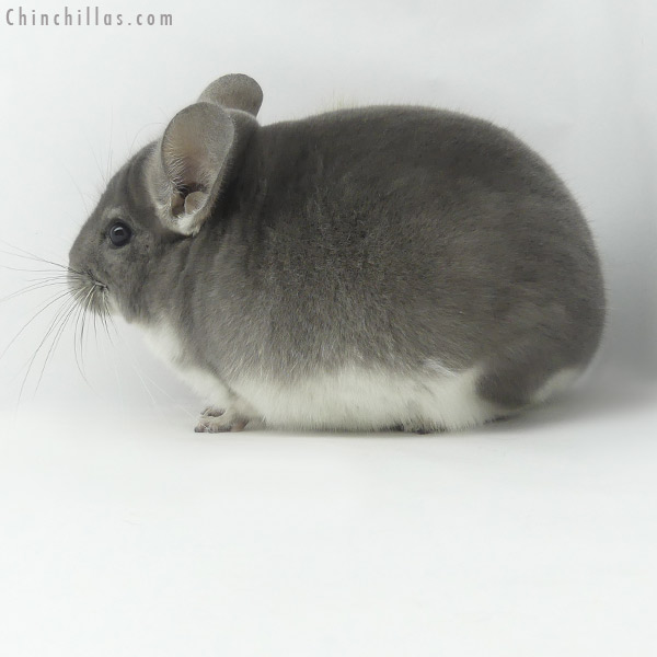 Chinchilla or related item offered for sale or export on Chinchillas.com - 20033 Herd Improvement Quality Violet Male Chinchilla