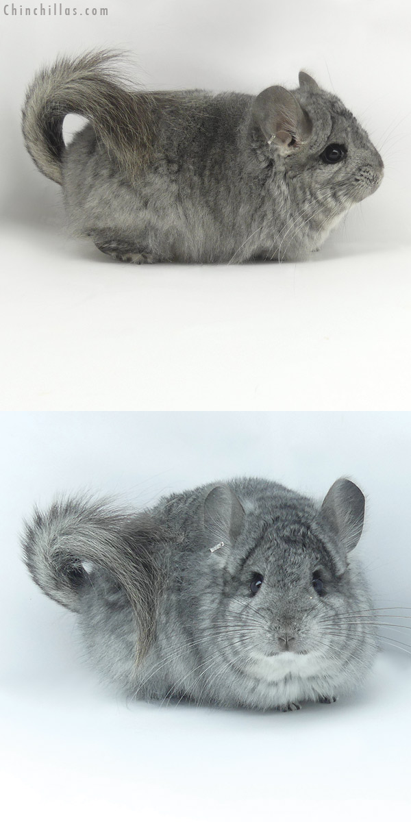 20023 Standard  Royal Persian Angora Female Chinchilla