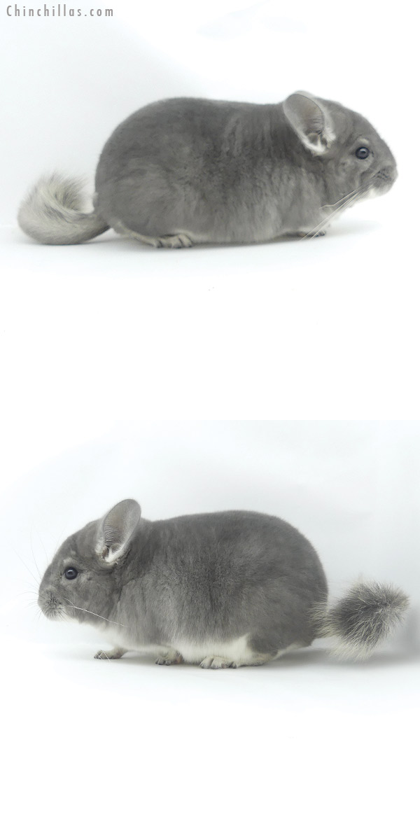 20036 Blocky Top Show Quality Violet Male Chinchilla