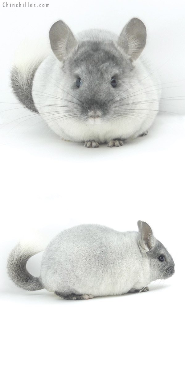 20035 Top Show Quality Ebony & White Mosaic Male Chinchilla