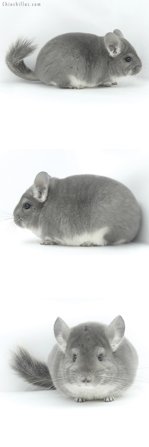 20042 Blocky Premium Production Quality Violet Female Chinchilla