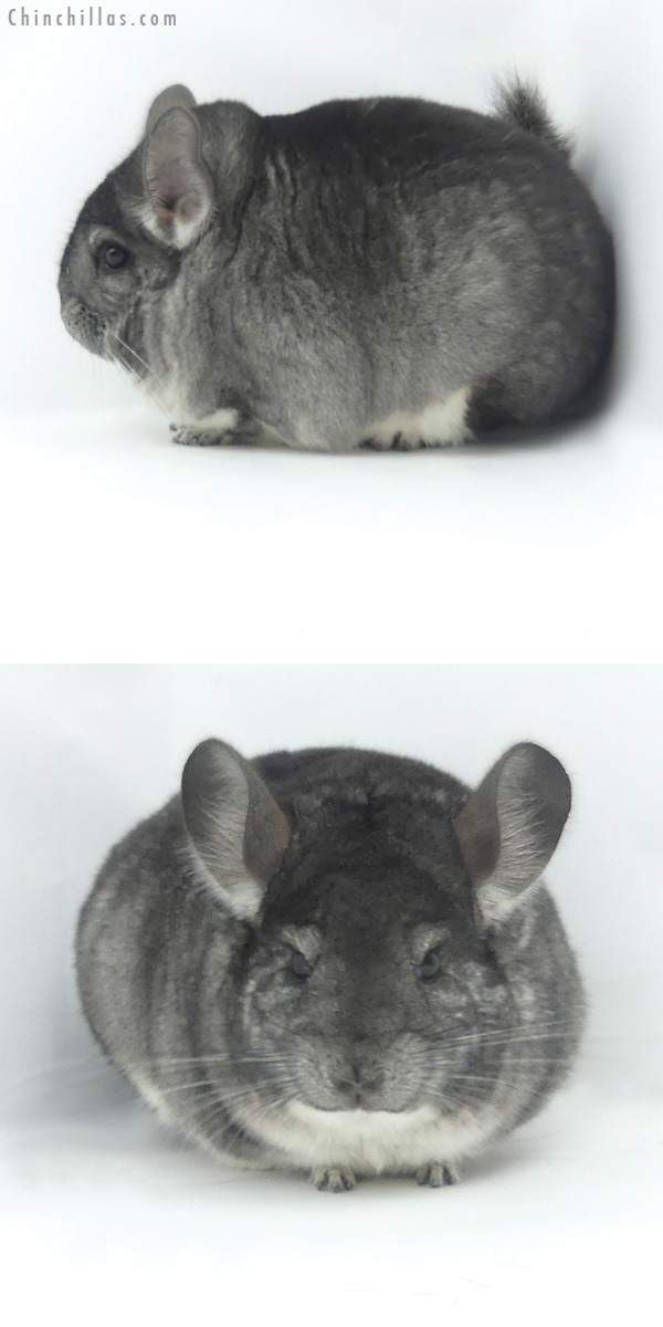 20041 Blocky Premium Production Quality Standard Female Chinchilla