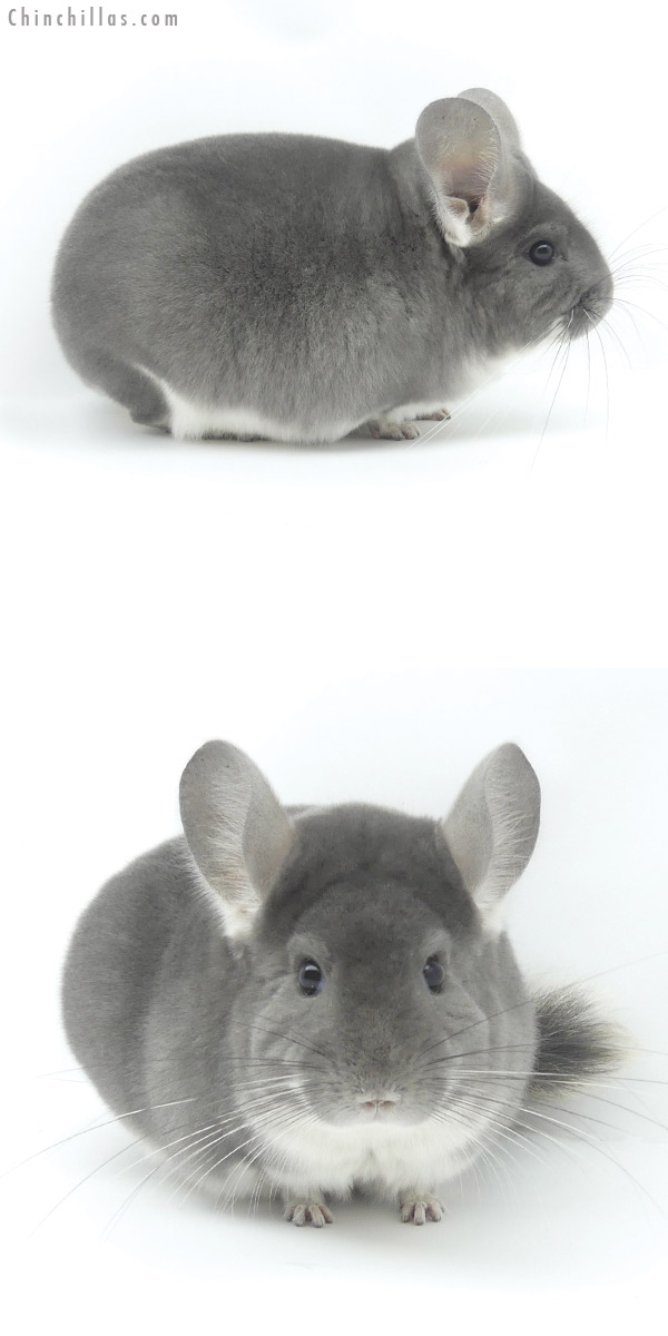 20045 Large Blocky Premium Production Quality Violet Female Chinchilla