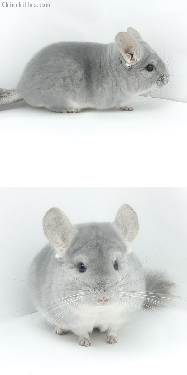 20046 Premium Production Quality Blue Diamond Female Chinchilla