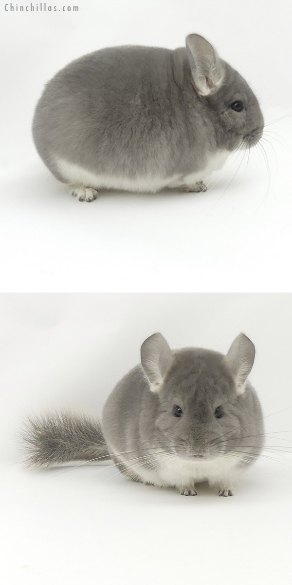 20053 Blocky Top Show Quality Violet Male Chinchilla