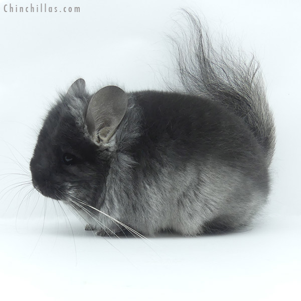 20051 Black Velvet ( Ebony & Locken Carrier )  Royal Persian Angora Female Chinchilla