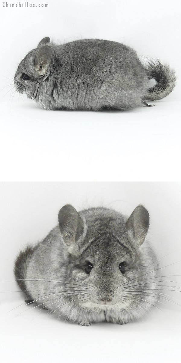 20052 Standard  Royal Persian Angora Female Chinchilla