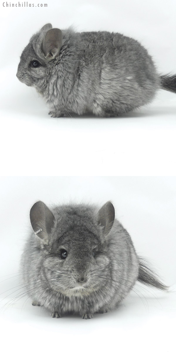 20047 Blocky Hetero Ebony ( Locken Carrier )  Royal Persian Angora Female Chinchilla