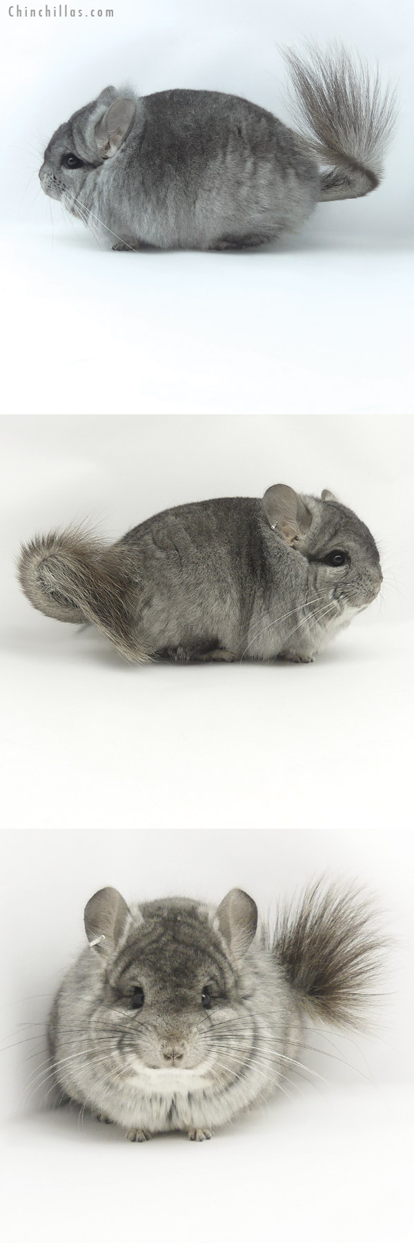 20054 Standard  Royal Persian Angora Male Chinchilla