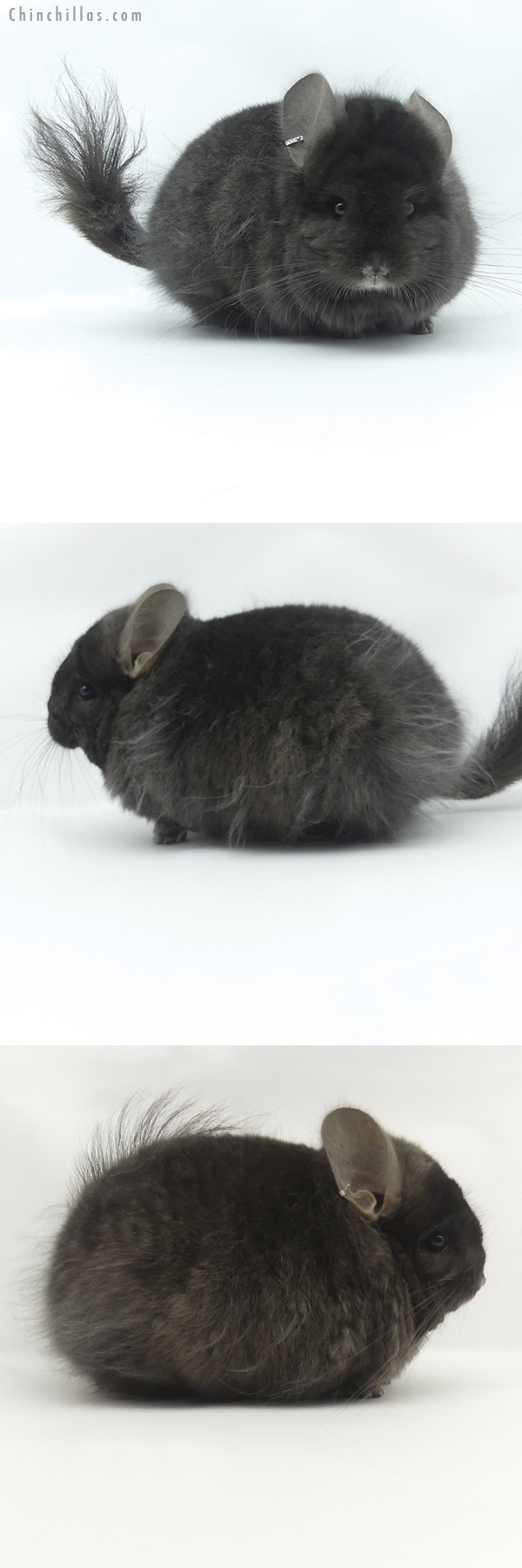 20056 Ebony ( Locken Carrier )  Royal Persian Angora Male Chinchilla