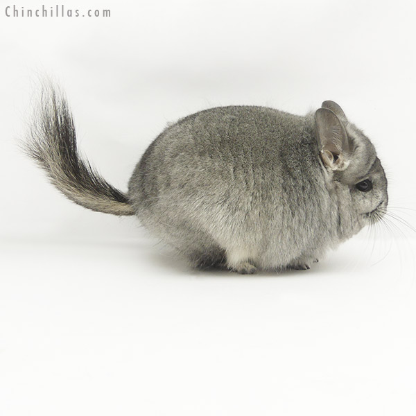 20061 Standard  Royal Persian Angora Female Chinchilla